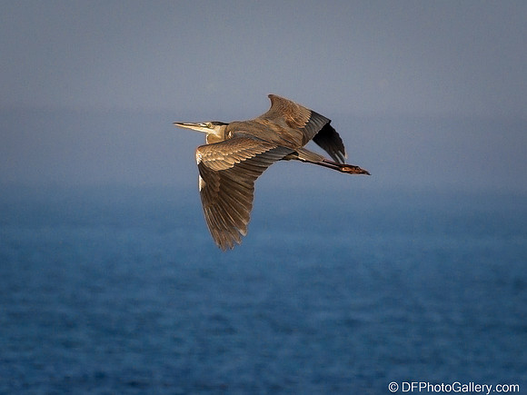 Brown Pelican