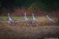 Sandhill Crane