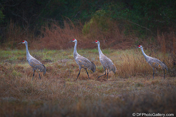Sandhill Crane