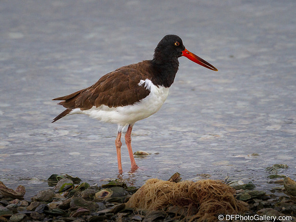 American Oystercatcher