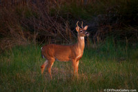 White-tailed Deer
