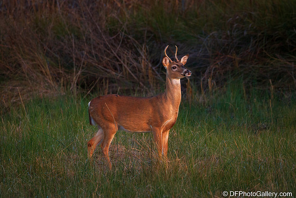 White-tailed Deer