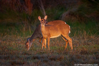 White-tailed Deer
