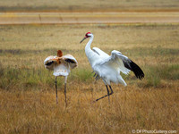 Whooping Crane