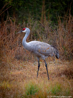 Sandhill Crane