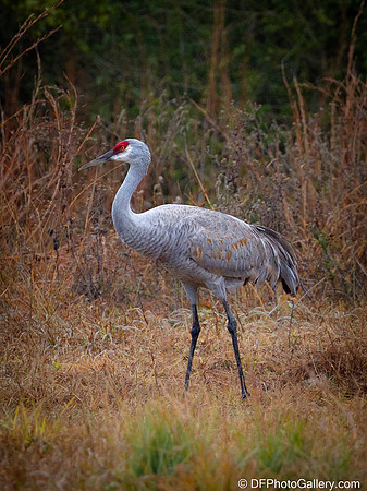Sandhill Crane