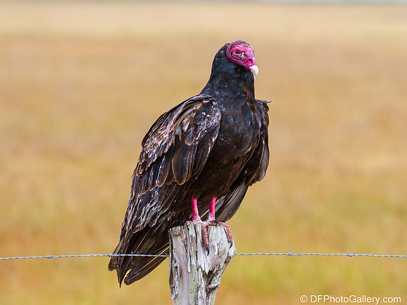Turkey Vulture