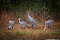 Sandhill Crane