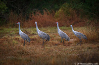 Sandhill Crane