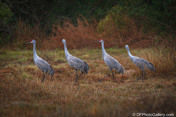 Sandhill Crane