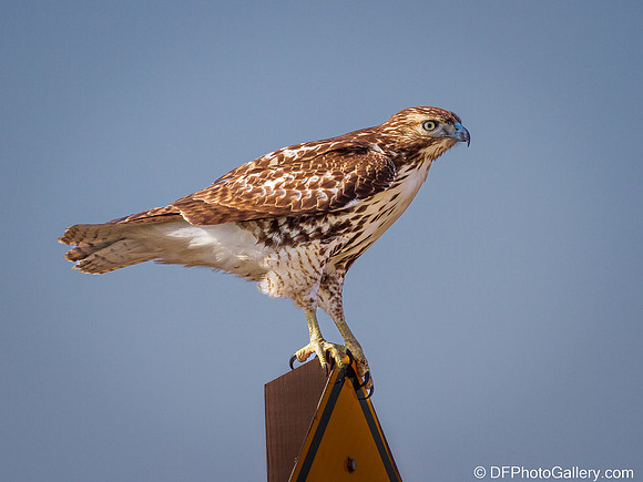 Red-tailed Hawk