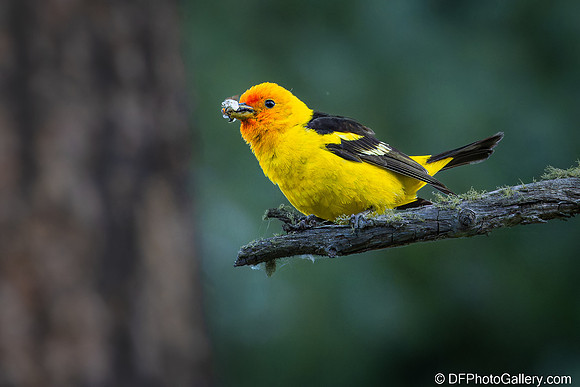 Western Tanager