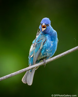 Indigo Bunting