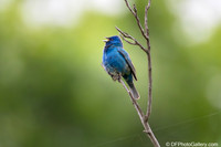 Indigo Bunting