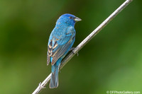 Indigo Bunting