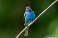 Indigo Bunting