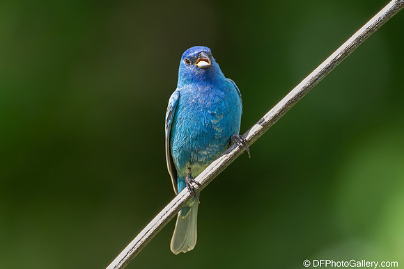 Indigo Bunting
