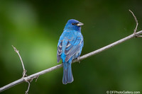 Indigo Bunting