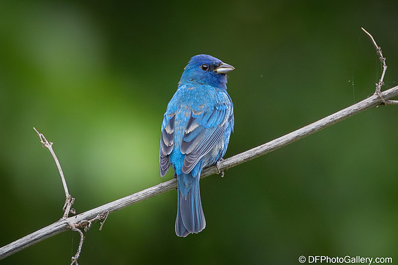 Indigo Bunting