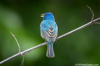 Indigo Bunting