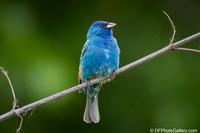 Indigo Bunting