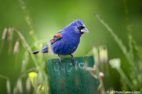 2026 - Bird Photos (2)