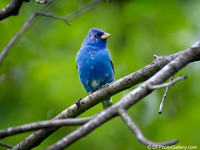Indigo Bunting