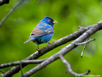 Indigo Bunting