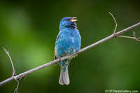 Indigo Bunting