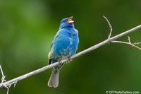 Indigo Bunting