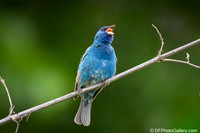 Indigo Bunting