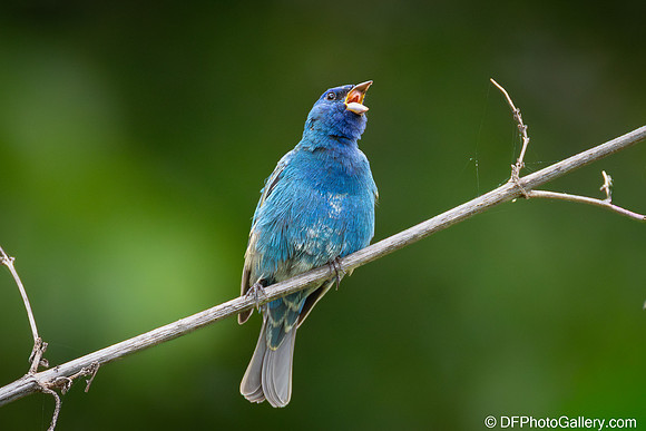 Indigo Bunting