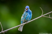 Indigo Bunting