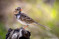 Harris Sparrow