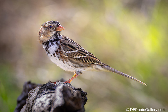 Harris Sparrow