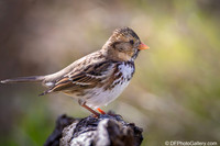 Harris Sparrow