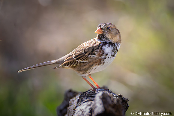 Harris Sparrow