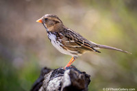 Harris Sparrow
