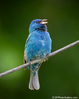 Indigo Bunting