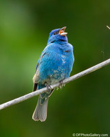 Indigo Bunting