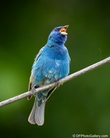 Indigo Bunting