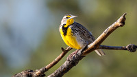 Western Meadowlark