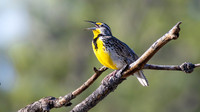 2026 - Birds from South Dakota