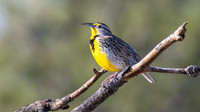 Western Meadowlark