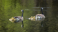 Canadian Goose Family