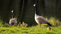 Canadian Goose Family