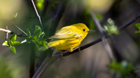 Northern Yellow Warbler