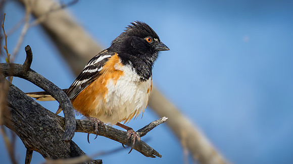 Spotted Towhee