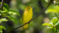 Northern Yellow Warbler
