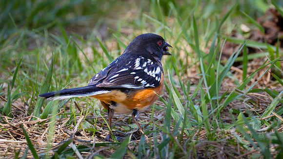 Spotted Towhee